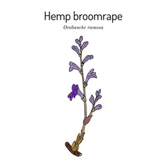 Hemp broomrape (Orobanche ramosa), medicinal plant - obrazy, fototapety, plakaty