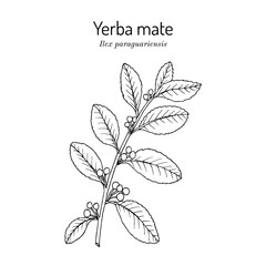 Yerba mate Ilex paraguariensis, medicinal plant