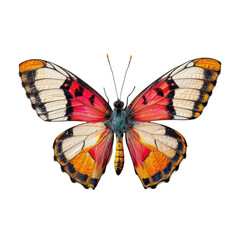 Fototapeta premium Colorful butterfly in transparent background