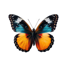Fototapeta na wymiar Colorful butterfly in transparent background