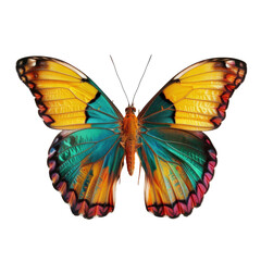 Colorful butterfly in transparent background