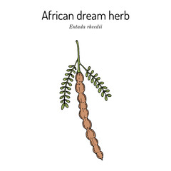 African dream herb or snuff box sea bean (Entada rheedii), edible and medicinal plant