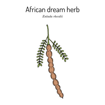 African dream herb or snuff box sea bean (Entada rheedii), edible and medicinal plant