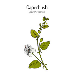 Caper bush (Capparis spinosa), or Flinders rose, eatable plant.