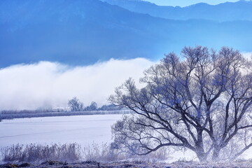 千曲川河畔の霧氷