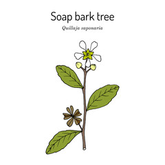 Soap bark tree or soapbark (Quillaja saponaria), medicinal plant