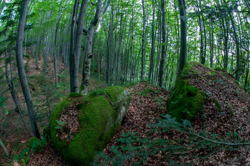 Obraz premium A beautiful panorama of rocks and young trees from the top of the National Reserve. Spring in the morning forest.