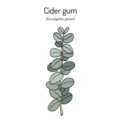 Cider gum (Eucalyptus gunnii), medicinal plant