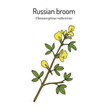 Russian broom (Chamaecytisus ruthenicus), ornamental and medicinal plant