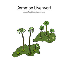 Common or umbrella liverwort (Marchantia polymorpha), medicinal plant