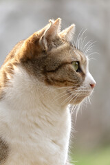 美人でドアップな野良猫の横顔