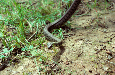 Couleuvre à collier; Natrix natrix