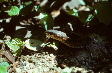 Couleuvre à collier; Natrix natrix