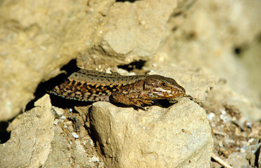 Lezard des murailles; Podarcis muralis