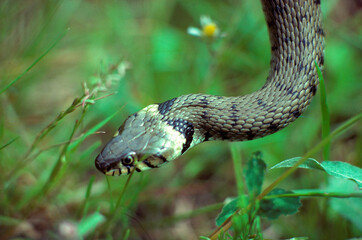 Couleuvre à collier; Natrix natrix