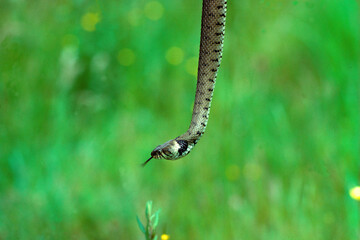 Couleuvre à collier; Natrix natrix