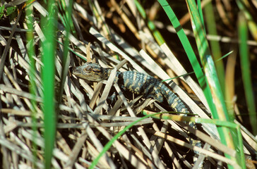 Aligator; Jeune; Alligator mississipiensis,Parc national des Everglades, Floride, Etats Unis