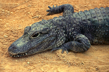 Crocodile nain d'Afrique; osteoloemus tetraspis