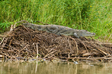 crocodile du Nil, Crocodylus niloticus, Afrique