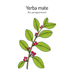 Yerba mate Ilex paraguariensis, medicinal plant