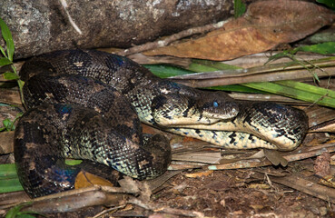 Boa de Madagascar, Acrantophis  madagascariensis, Madagascar