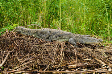 crocodile du Nil, Crocodylus niloticus, Afrique