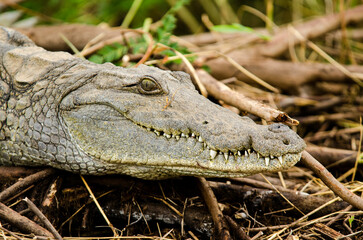 Fototapeta premium crocodile du Nil, Crocodylus niloticus, Afrique