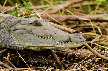 crocodile du Nil, Crocodylus niloticus, Afrique