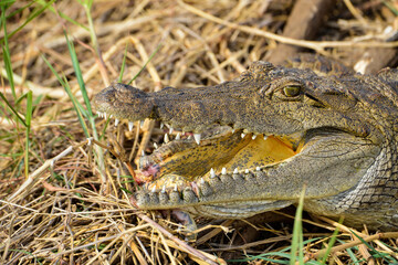 crocodile du Nil, Crocodylus niloticus, Afrique