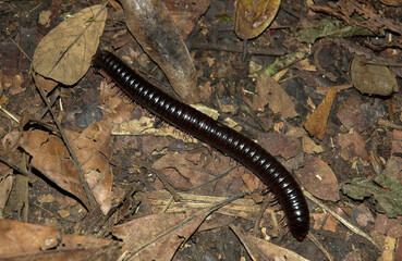 Mille pattes géant Africain, Archispirostreptus gigas, Madagascar