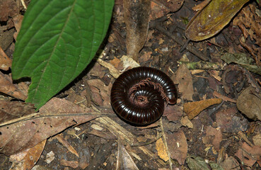 Mille pattes géant Africain, Archispirostreptus gigas, Madagascar