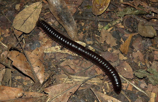 Mille pattes g&eacute;ant Africain, Archispirostreptus gigas, Madagascar