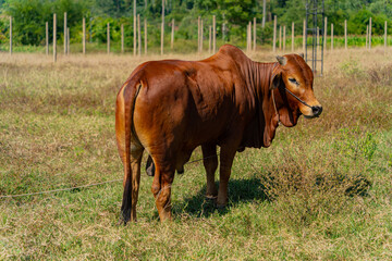 Naklejka na ściany i meble Grazing cows. The surroundings of Nha Trang city in Vietnam. Pastures for walking cows.