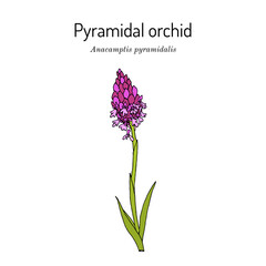 Pyramidal orchid (Anacamptis pyramidalis), edible and medicinal plant © foxyliam