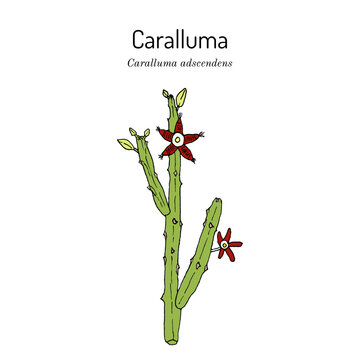 Caralluma (Caralluma adscendens ), edible and medicinal plant