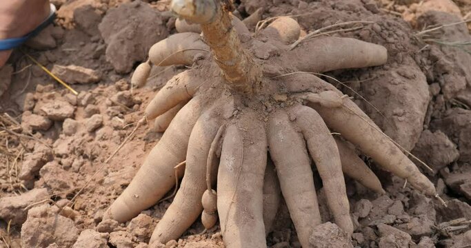 Farmer's hands with cassava, harvesting cassava