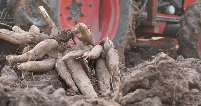 Cassava with harvest and tractor working
