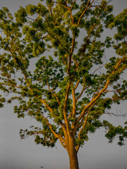 autumn tree in the park