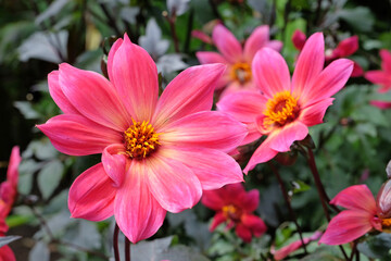 Bright pink single dahlia 'Twyning's Revel' in flower.