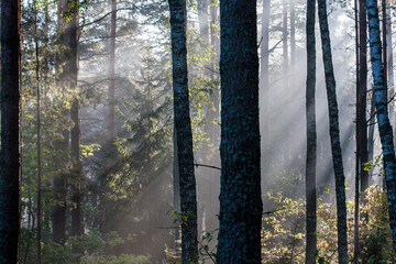Rozproszone promienie słoneczne w lesie - obrazy, fototapety, plakaty