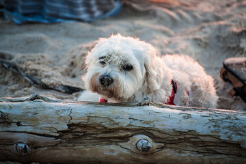 Biały pies na piaszczystej plaży