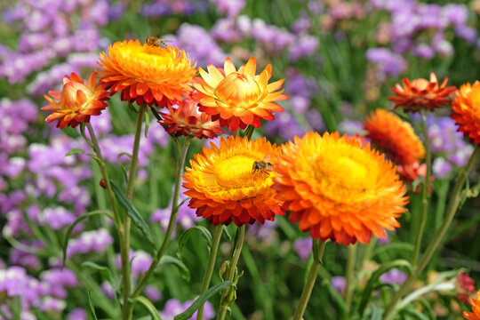 Orange and red Xerochrysum also know as strawflower or golden everlasting in flower.