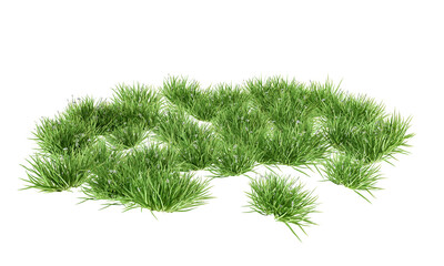 Grass isolated on white background