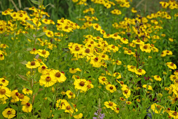 Obraz premium Yellow Helenium sneezeweed 'Riverton Beauty' in flower.
