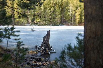 Detail of a tree trunk on the surface of a lake with frozen water with green trees with the sun in the background and in the foreground a trunk and out-of-focus grasses
