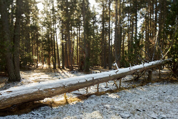Detail of a fallen tree with snow on top in a snowy forest surrounded by green vegetation