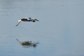 aerial view of a stork flying over a reservoir with its reflection in the water