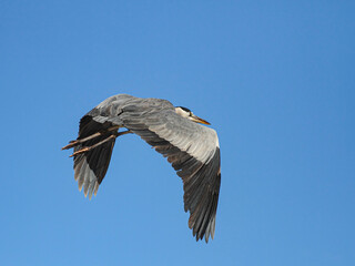 Big heron in flight