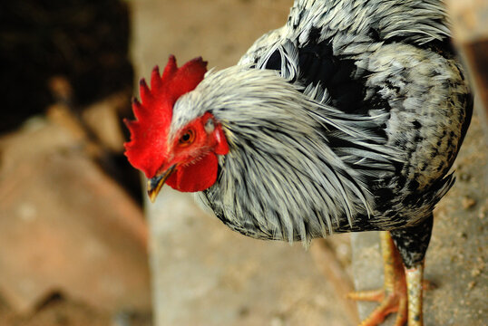 Photo rooster in a farm