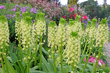 Eucomis pole evansii, or giant pineapple lily, White Goliath in flower.